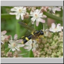 Tenthredo amoena - Blattwespe m01.jpg